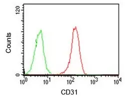 CD31 Antibody / PECAM-1 - image 1