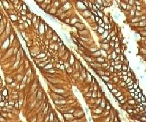 EpCAM Antibody - image 1