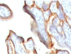 hCG alpha Antibody / Luteinizing Hormone alpha - image 1