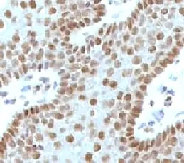 c-Myc Antibody - image 1