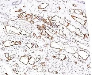 C4d / Complement 4d Antibody - image 1