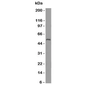 Ornithine Decarboxylase Antibody / ODC1 - image 1