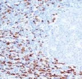 CD8A Antibody - image 1