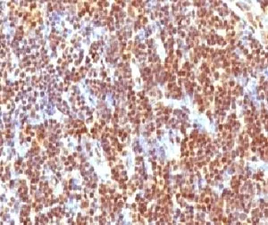 SUMO2 Antibody - image 1