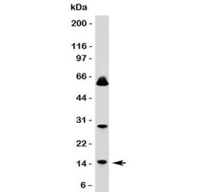 SUMO1 Antibody - image 1