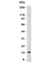 SUMO2/3 Antibody - image 1