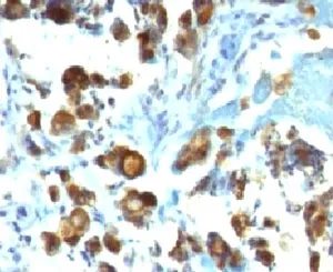 MUC3 Antibody - image 1