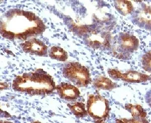 MUC6 Antibody / Gastric Mucin - image 1
