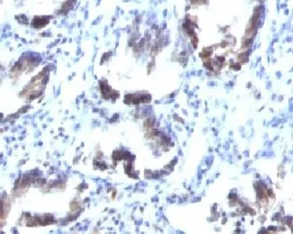 SM22 alpha Antibody / Transgelin - image 1