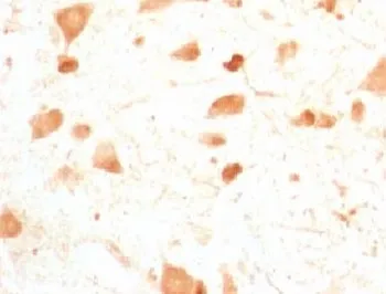 PGP9.5 / UchL1 Antibody - image 1