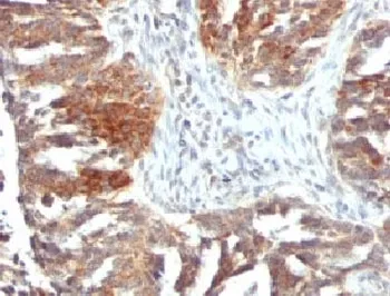 VEGFA Antibody / Vascular Endothelial Growth Factor A - image 1