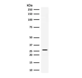 Adiponectin Antibody - image 1