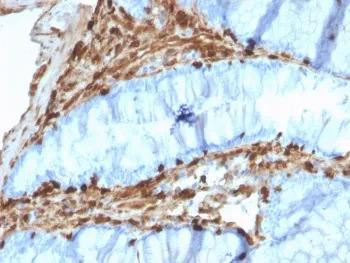 Annexin A1 Antibody - image 1
