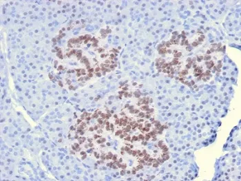 HNF1A Antibody - image 1