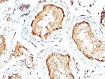 14-3-3 epsilon Antibody / YWHAE - image 1