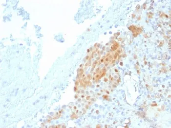 Calbindin 2 Antibody / CALB2 / Calretinin - image 1