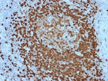 TCL1 Antibody - image 1