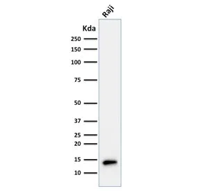 TCL1 Antibody - image 1