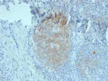 CD80 Antibody - image 1