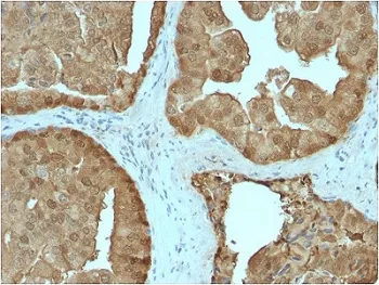 GLO1 Antibody / Glyoxalase I - image 1