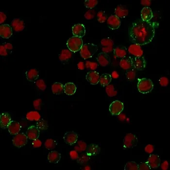 HLA-DPB1 Recombinant Antibody (MHC II) - image 1