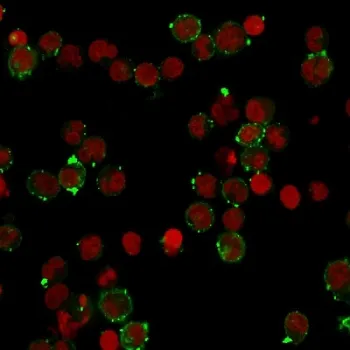 HLA-DQ Recombinant Antibody (MHC II) - image 1