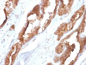 HSP27 Antibody / HSPB1 - image 1