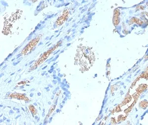 SPTA1 Recombinant Antibody / Spectrin alpha 1 - image 1