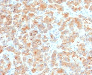 Glycoprotein 2 Recombinant Antibody / GP2 / ZAP75 - image 1