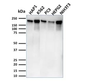 POLR2A Antibody / RNA polymerase II subunit RPB1 - image 1