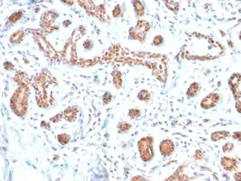 GATA3 Antibody - image 1