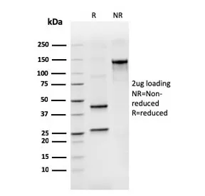 Bcl2L2 Antibody / Bcl-W - image 1