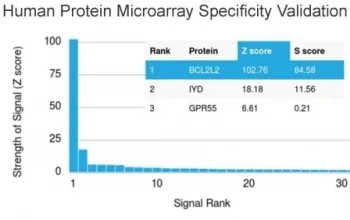 Bcl2L2 Antibody / Bcl-W - image 1
