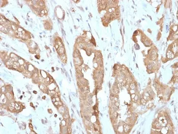 Villin Recombinant Antibody - image 1