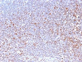 Nuclear Antigen Recombinant Antibody - image 1