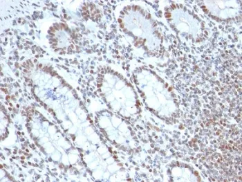BMI1 Antibody - image 1