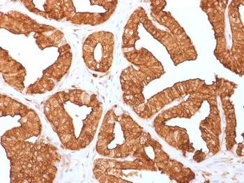 Annexin A1 Antibody - image 1