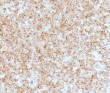 CD137 Antibody / 4-1BB / TNFRSF9 - image 1