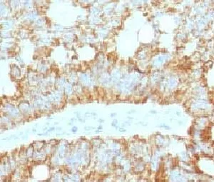 ICOS-L Antibody / ICOS Ligand / B7RP-1 - image 1