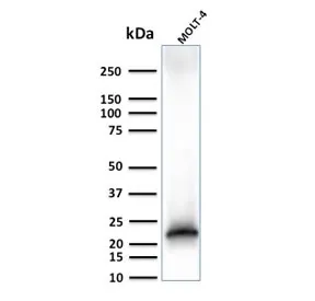 CD3 epsilon Recombinant Antibody - image 1