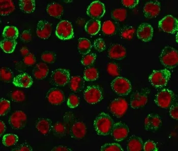 CD137 Antibody / 4-1BB / TNFRSF9 - image 1
