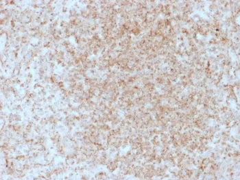 CD137 Antibody / 4-1BB / TNFRSF9 - image 1