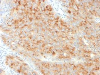 Synaptophysin Antibody - image 1
