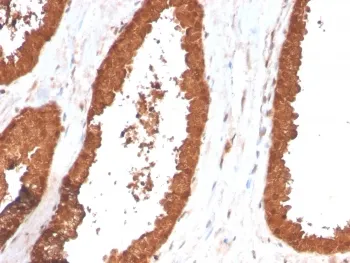 TIGIT Antibody / VSTM3 / VSIG9 - image 1