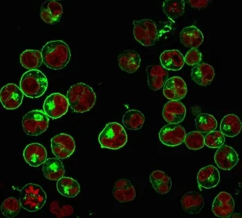 Pan-HLA Antibody (MHC II) - image 1