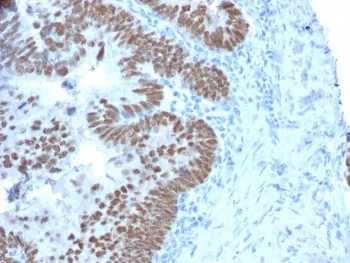 CDX2 Antibody - image 1