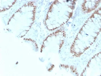 CDX2 Recombinant Antibody - image 1