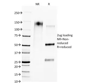 CTLA-4 Antibody / CD152 - image 1