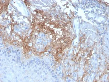 Decorin Antibody - image 1