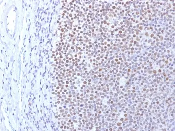 Dnmt1 Antibody - image 1